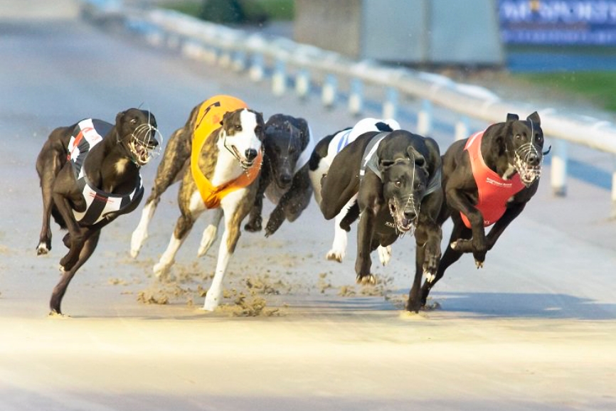 A Longtime Betting Sport Signals Its Slow End When Florida Observes Dog Racing’s Demise